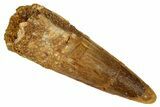 Fossil Spinosaurus Tooth - Real Dinosaur Tooth #327600-1